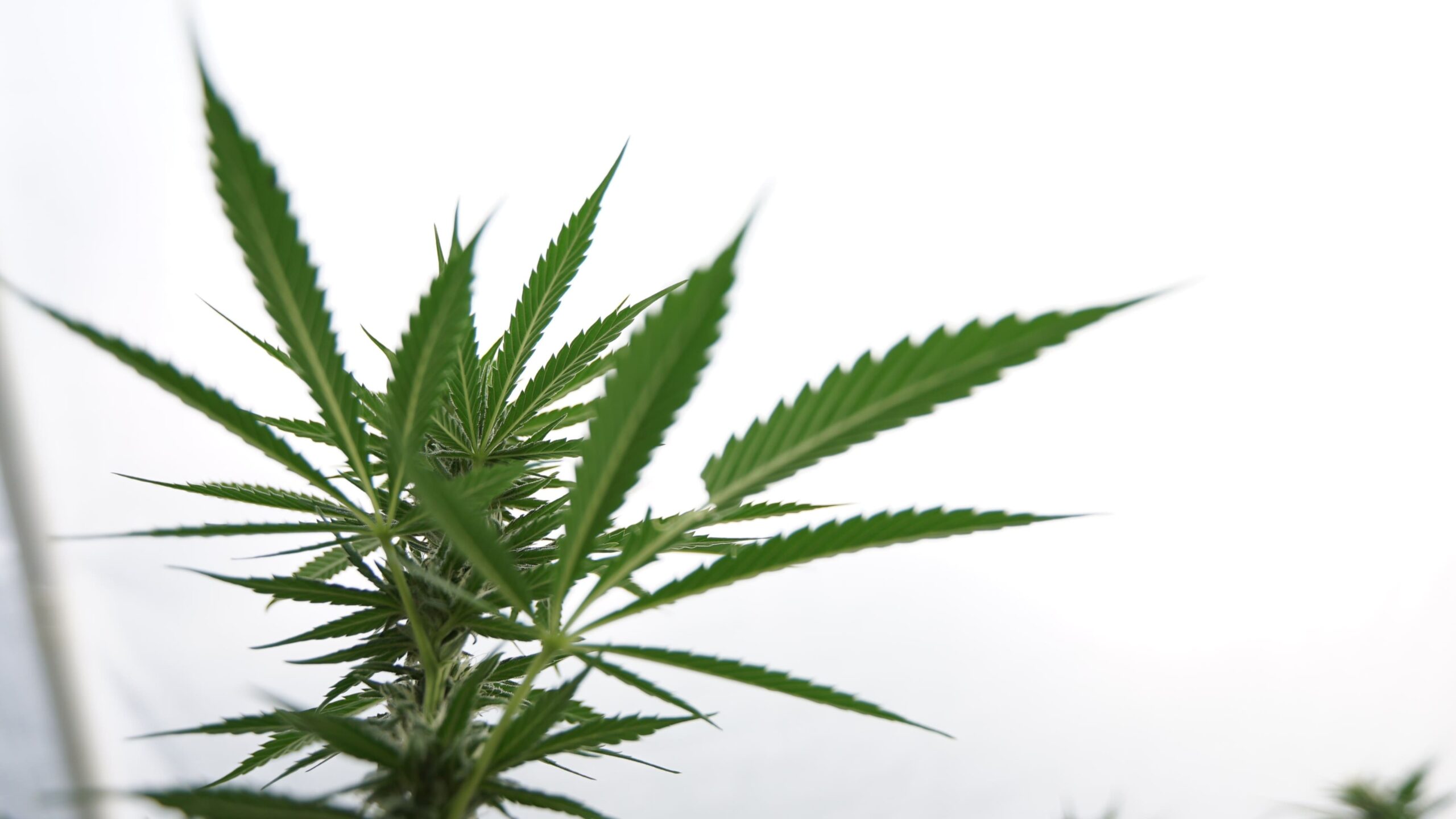 credit marijuanamoment 20251109180859