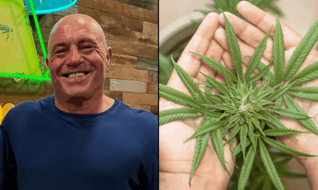 joe rogan cannabis marijuana 1024x614