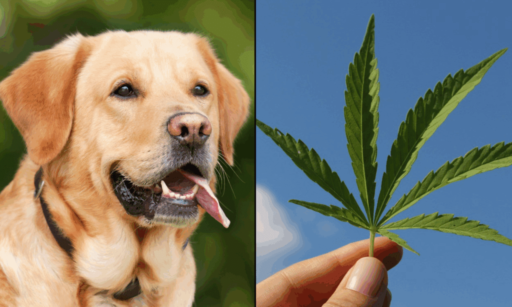 dog marijuana cannabis 1024x614