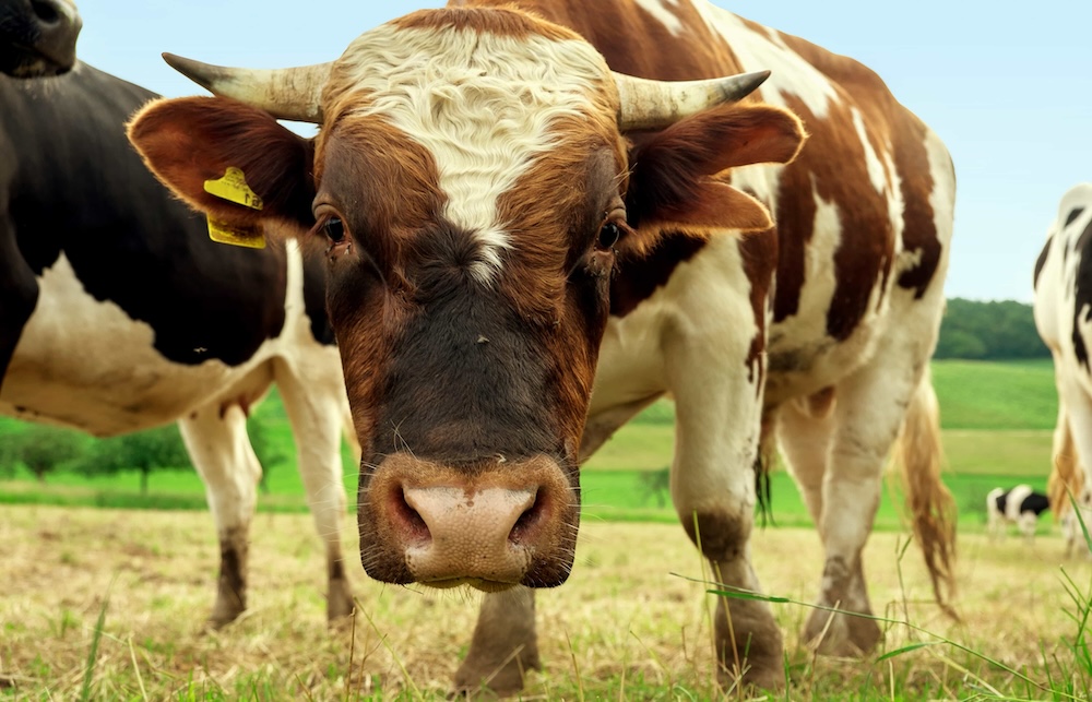 flower cow
