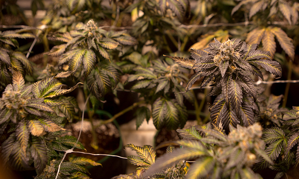 goldseal gold grow