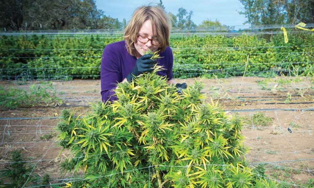 grower smelling cannabis 1000x600