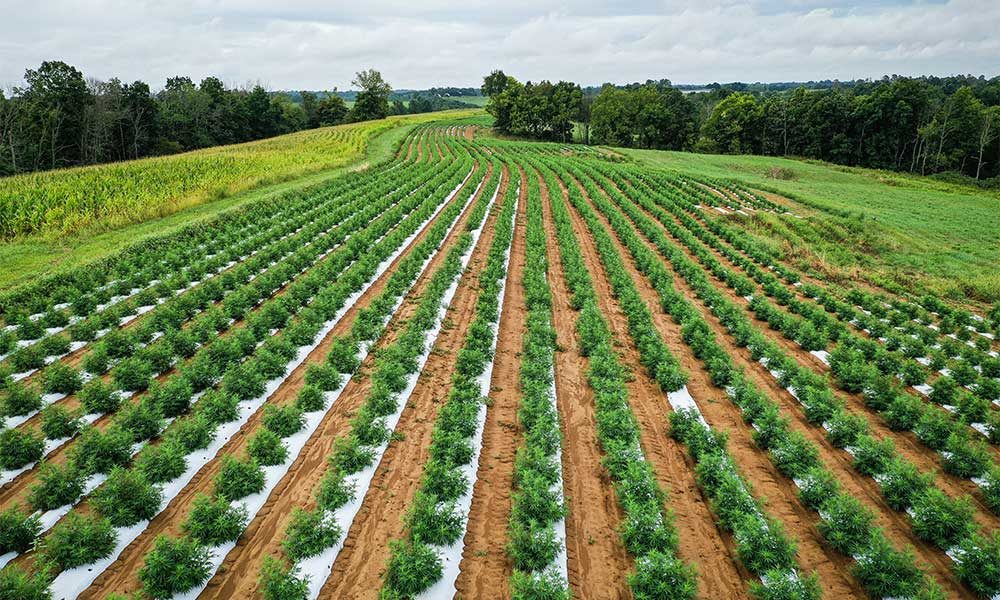 hempfarmingfield 1000x600