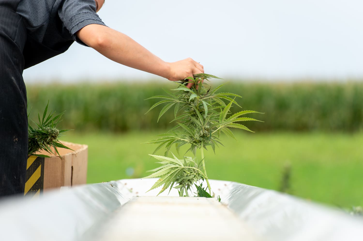 grow max jackson 0119