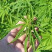 hemp plant 3661210 1920