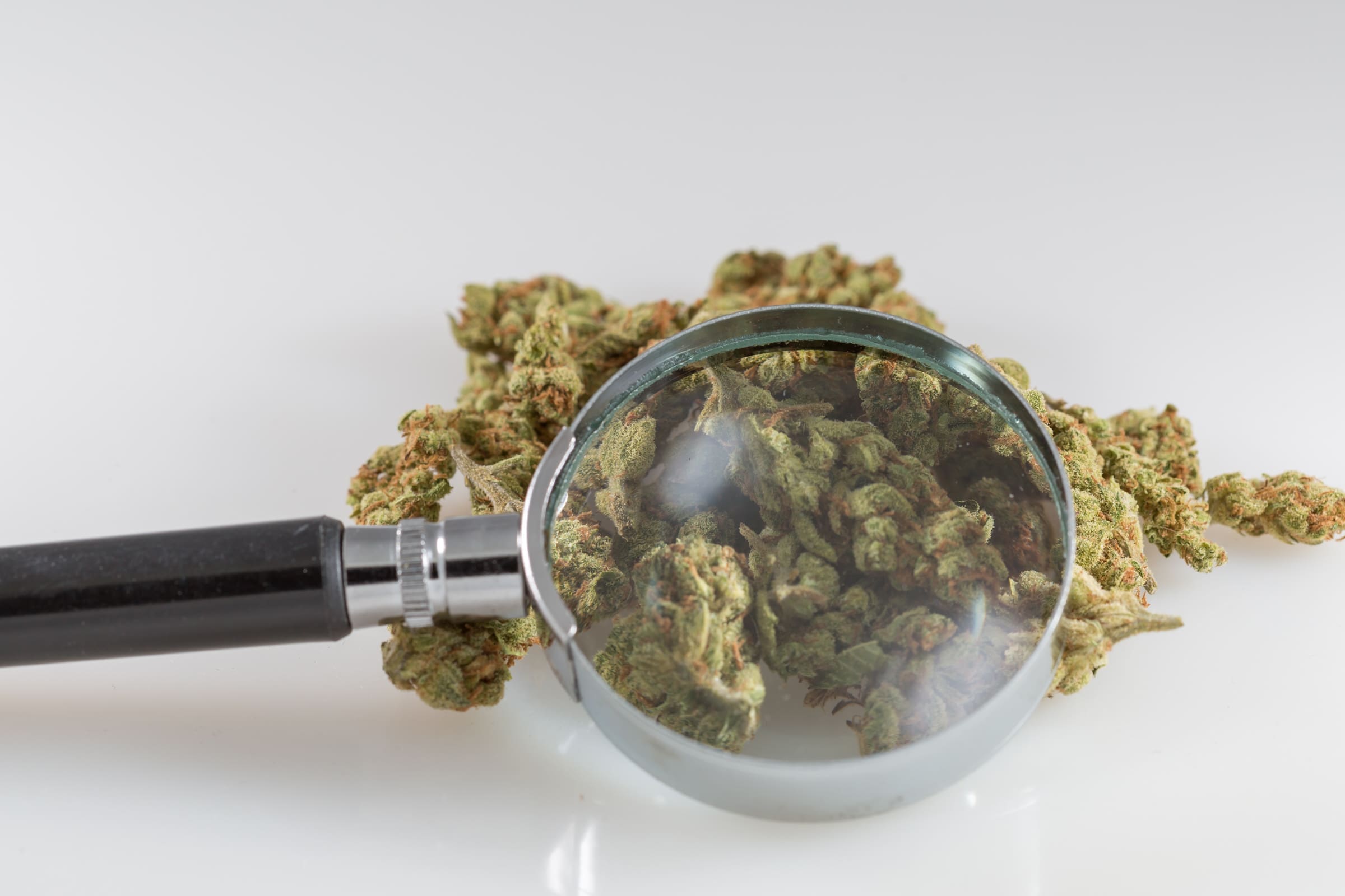 marijuana magnifying glass 2