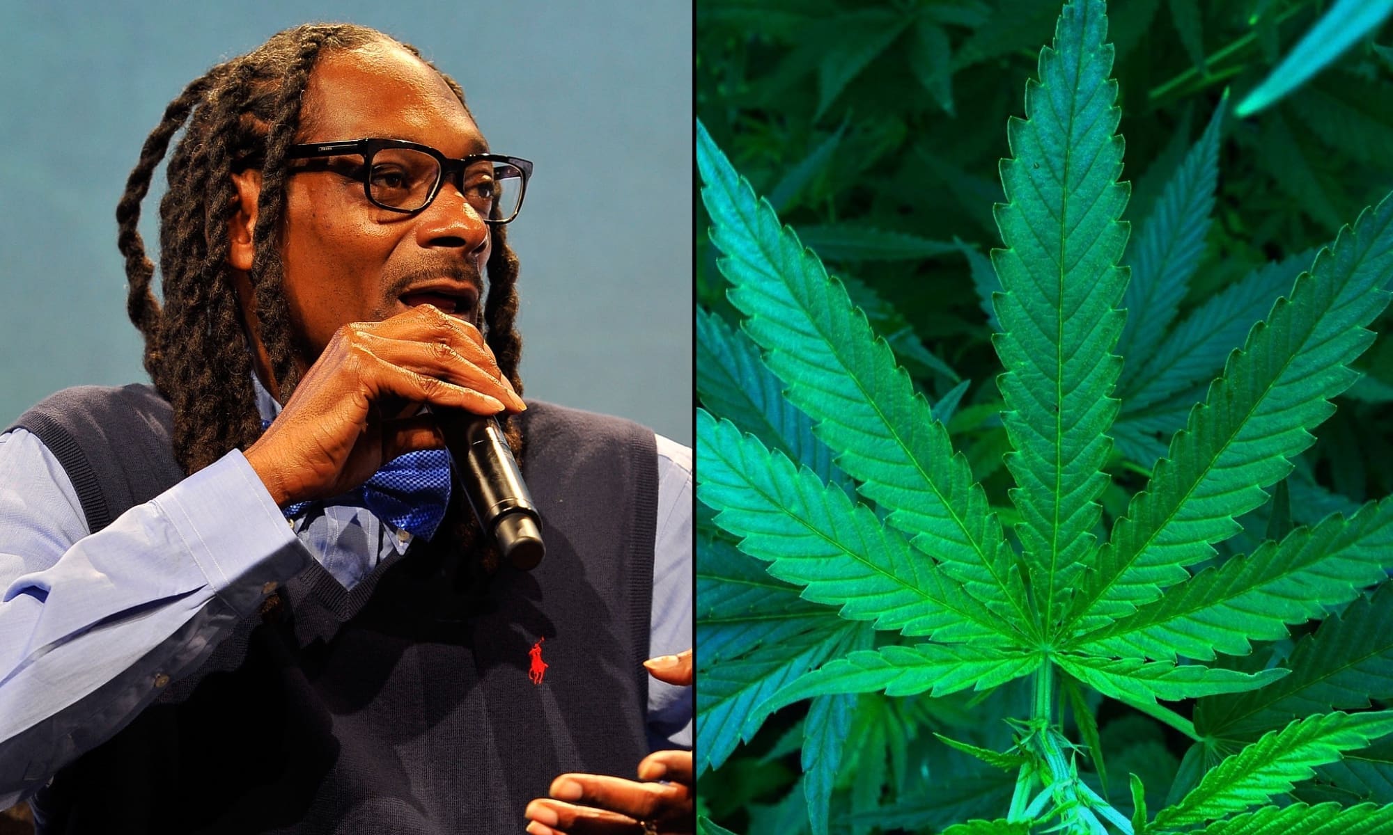 snoop dogg marijuana