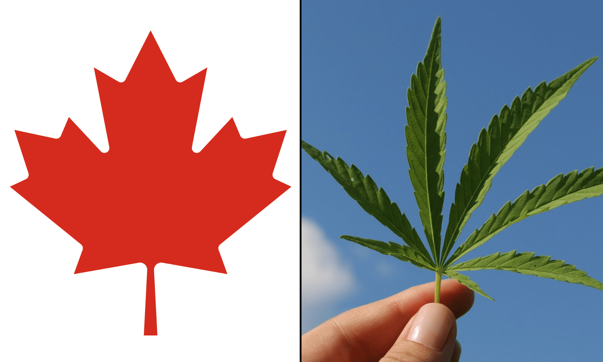 canada flag marijuana