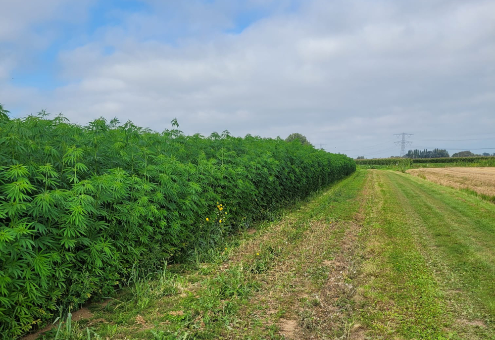 carmanecta in field
