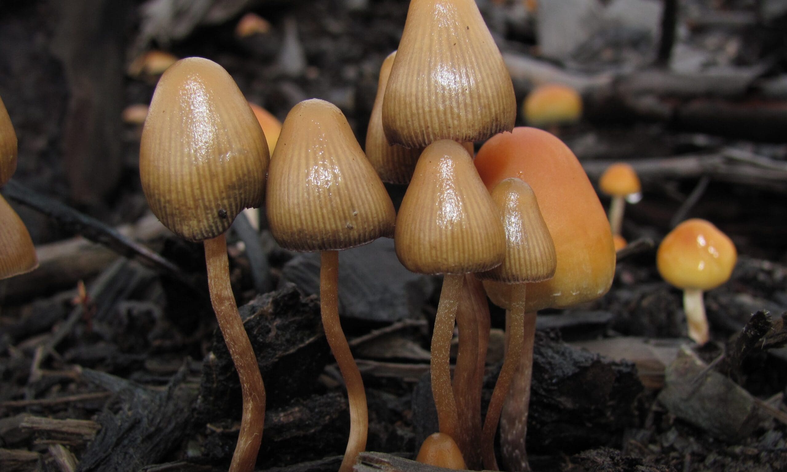 psilocybe pelliculosa 122504 e1552669328758 scaled