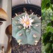 psychedelic psilocybin peyote ayahuasca