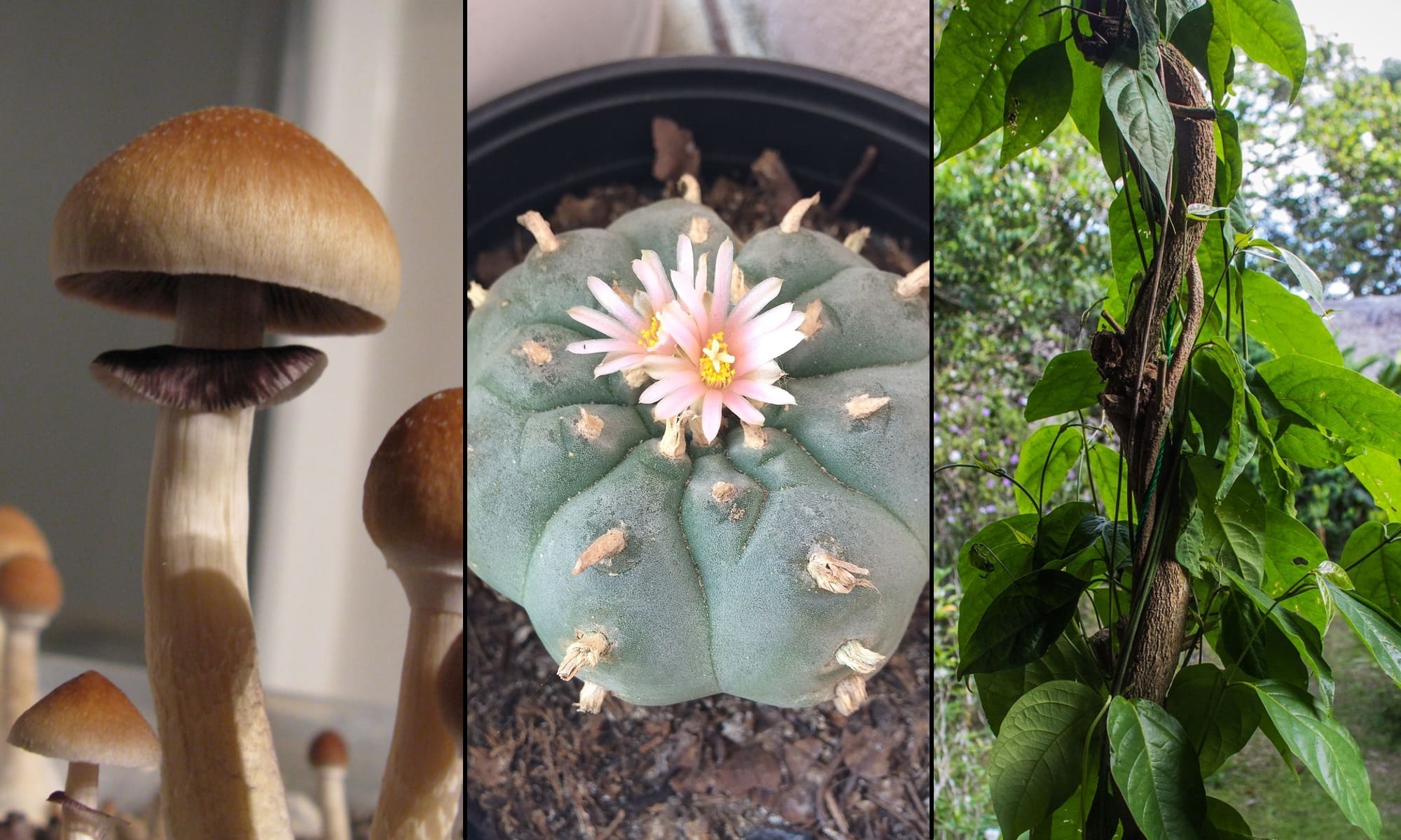 psychedelic psilocybin peyote ayahuasca