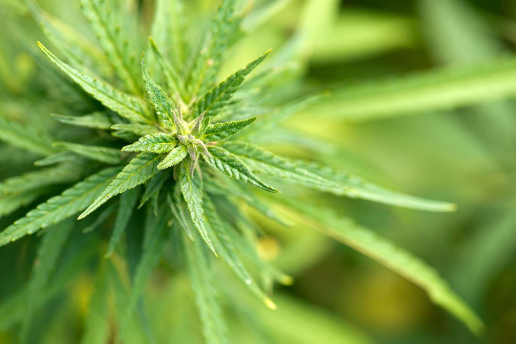 vibrant hemp plant