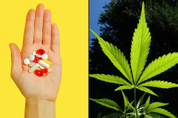 Des millions d’Américains utilisent le CBD comme substitut aux analgésiques et autres médicaments, selon une étude financée par le gouvernement fédéral