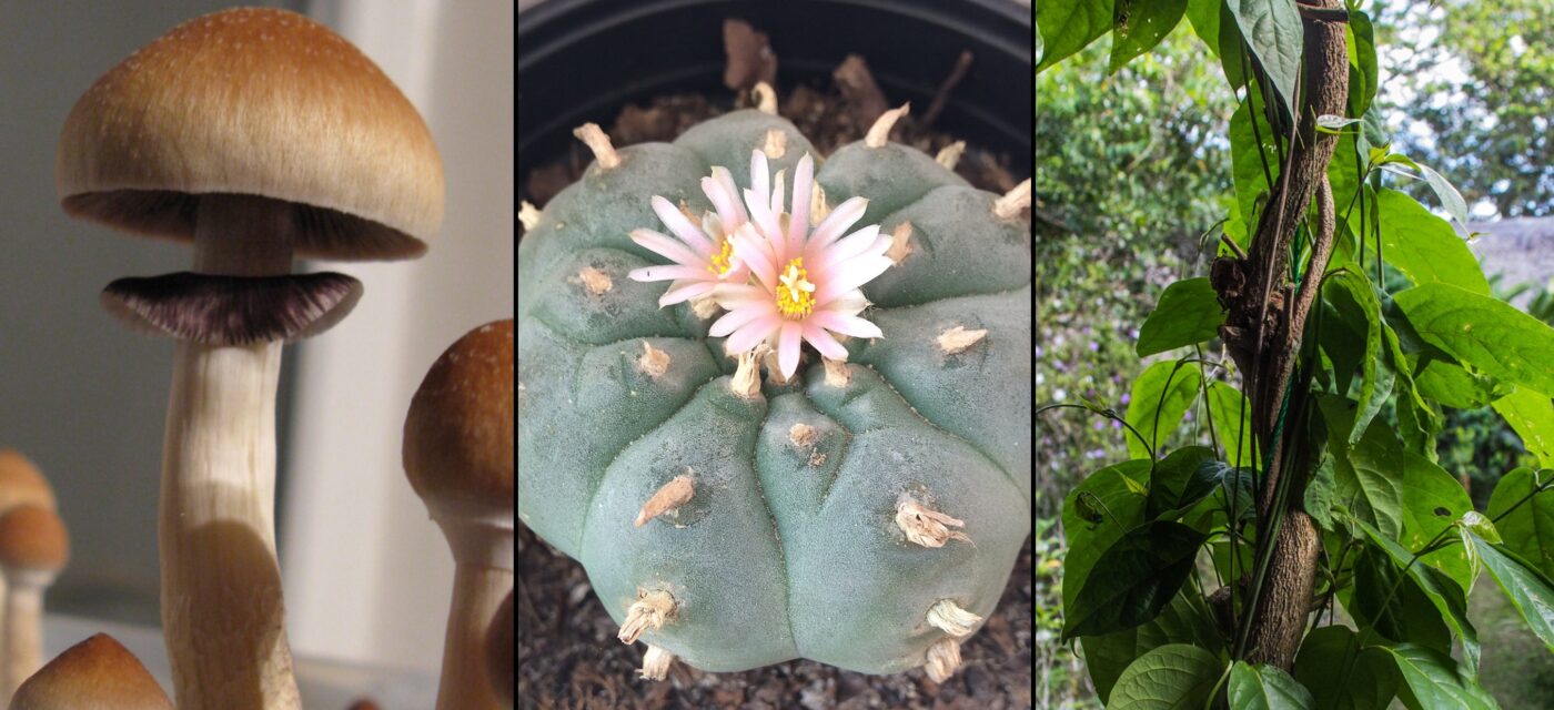 Les modèles d’IA comme ChatGPT peuvent générer des expériences psychédéliques « convaincantes et réalistes » lorsqu’ils sont administrés virtuellement, selon une étude