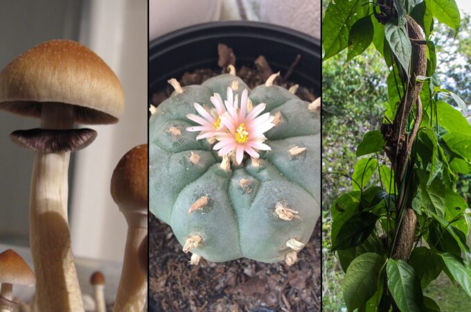 Les modèles d’IA comme ChatGPT peuvent générer des expériences psychédéliques « convaincantes et réalistes » lorsqu’ils sont administrés virtuellement, selon une étude