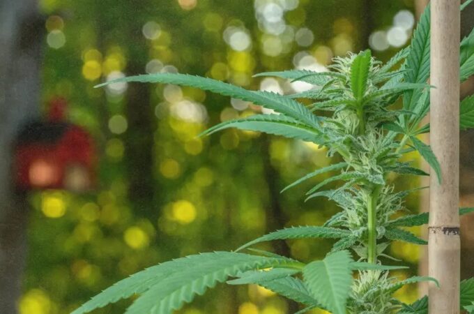 Le Brésil adopte des règles de culture du cannabis médical à faible teneur en THC