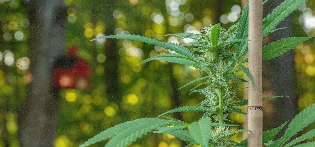 Le Brésil adopte des règles de culture du cannabis médical à faible teneur en THC
