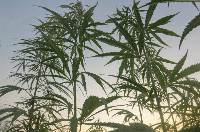 Les Émirats arabes unis mettent à jour leur politique sur le chanvre pour autoriser des utilisations limitées du CBD et industrielles