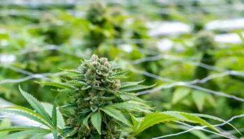 wcf outdoor max jackson ilce 7rm3 0091