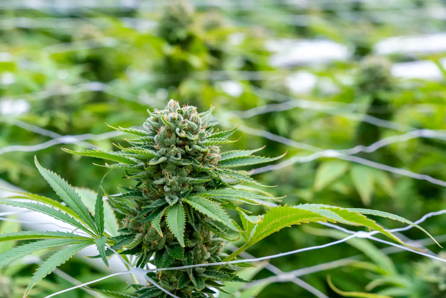 wcf outdoor max jackson ilce 7rm3 0091