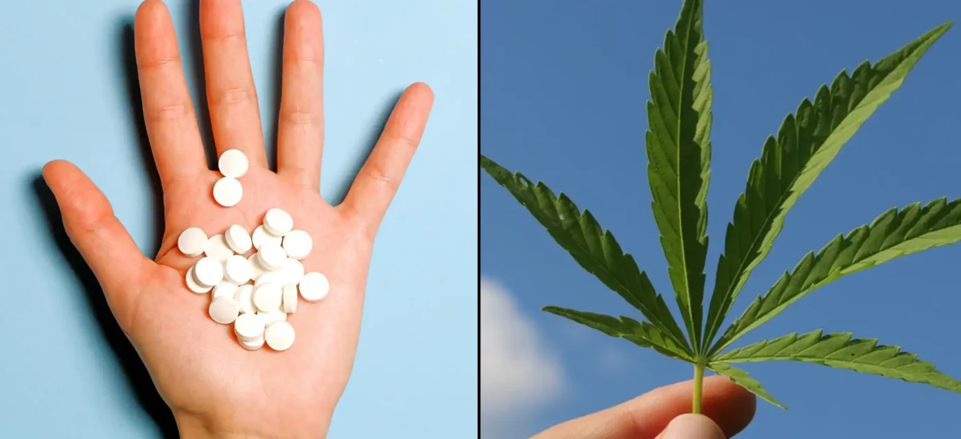 Une étude montre que le cannabis médical aide les gens à arrêter de consommer des opioïdes, des somnifères et d'autres médicaments sur ordonnance