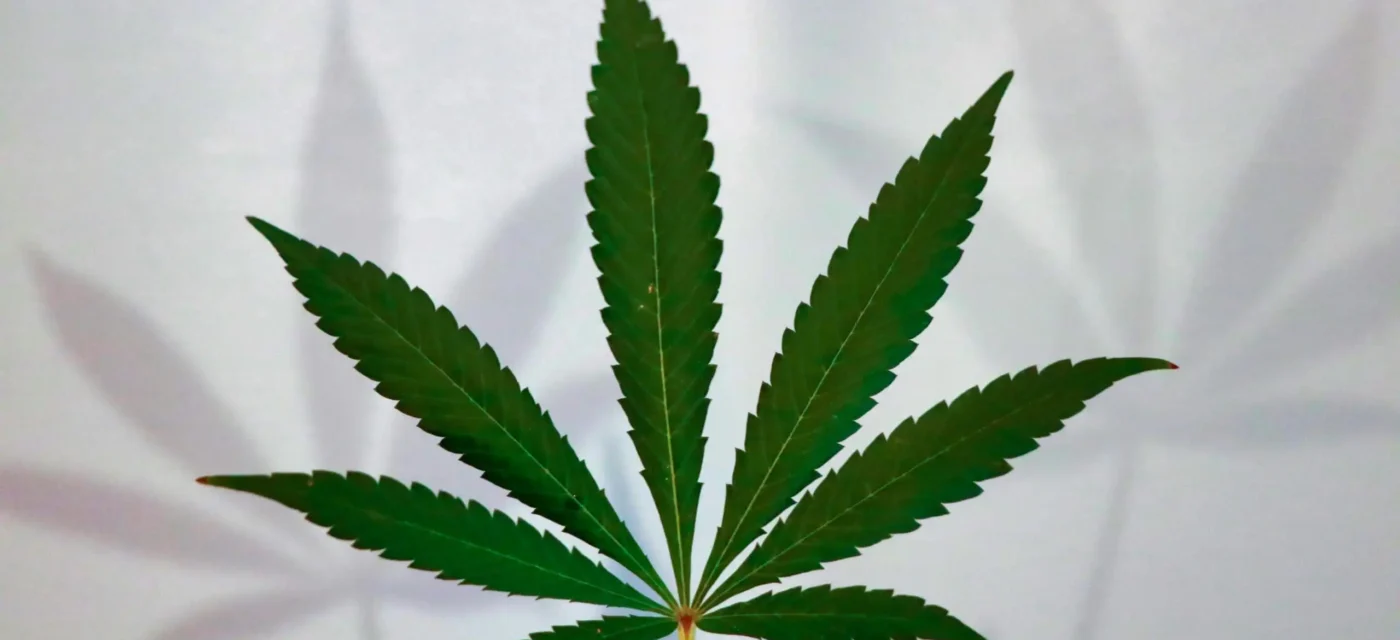 Une étude gouvernementale menée par des responsables du Minnesota montre que la consommation de cannabis chez les adolescents est aujourd'hui plus faible qu'avant la légalisation