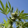 Il existe une « forte demande du public » pour une réforme de la marijuana plus importante que celle de Trump, selon une étude financée par le gouvernement fédéral