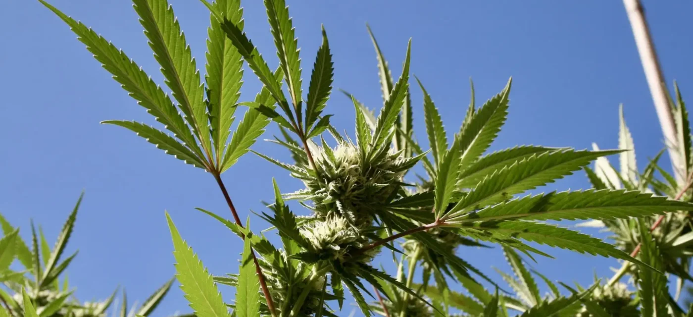 Il existe une « forte demande du public » pour une réforme de la marijuana plus importante que celle de Trump, selon une étude financée par le gouvernement fédéral