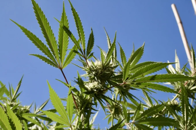 Il existe une « forte demande du public » pour une réforme de la marijuana plus importante que celle de Trump, selon une étude financée par le gouvernement fédéral
