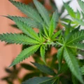 cannabis pourrait - Le cannabis pourrait contribuer à lutter contre l'obésité, c