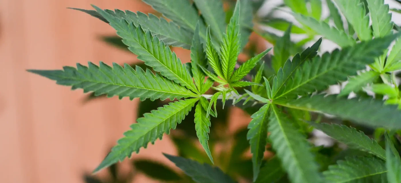 cannabis pourrait - Le cannabis pourrait contribuer à lutter contre l'obésité, c