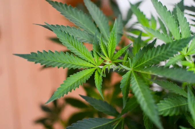 cannabis pourrait - Le cannabis pourrait contribuer à lutter contre l'obésité, c