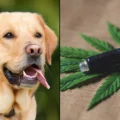 pourrait constituer - Le CBD pourrait constituer un « agent anticancéreux » pour l