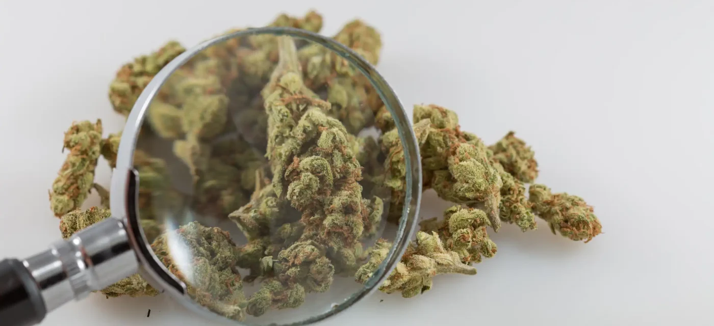composants marijuana - Les composants de la marijuana ont des effets antitumoraux «