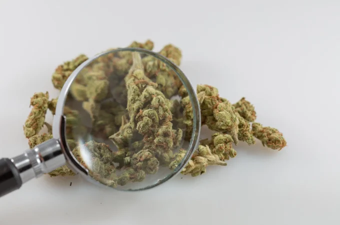 composants marijuana - Les composants de la marijuana ont des effets antitumoraux «