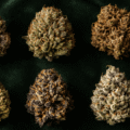 Variétés cannabis : le guide complet 2026