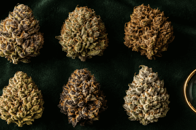 Variétés cannabis : le guide complet 2026