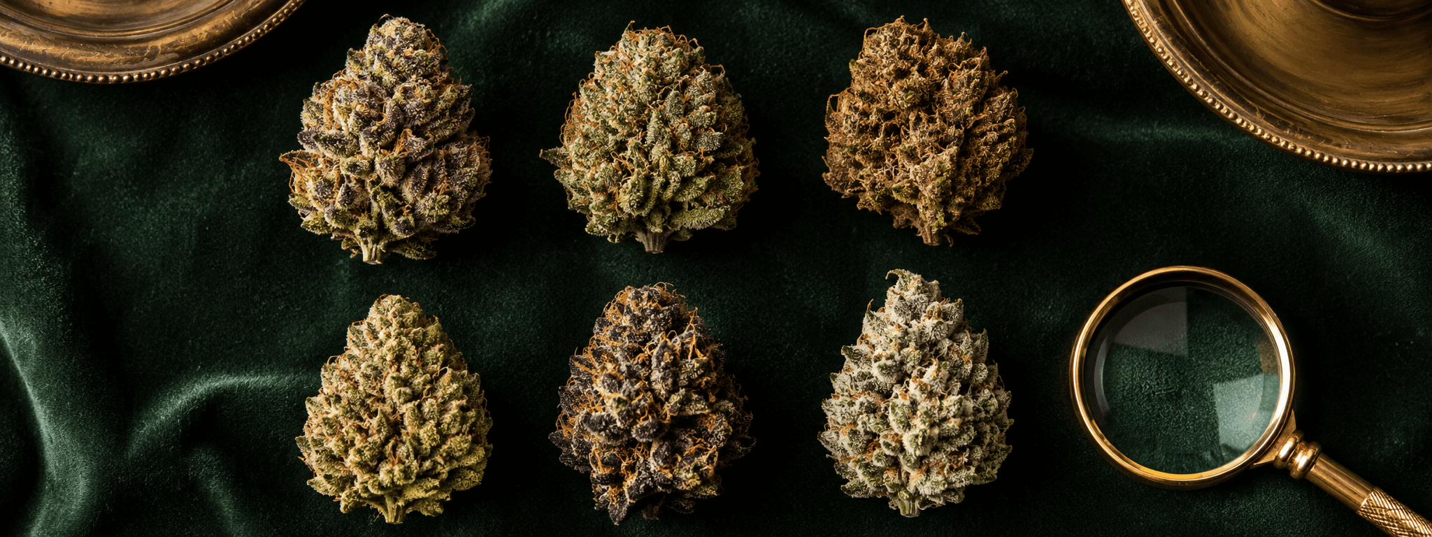 Variétés cannabis : le guide complet 2026