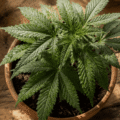 Culture cannabis : le guide complet 2026