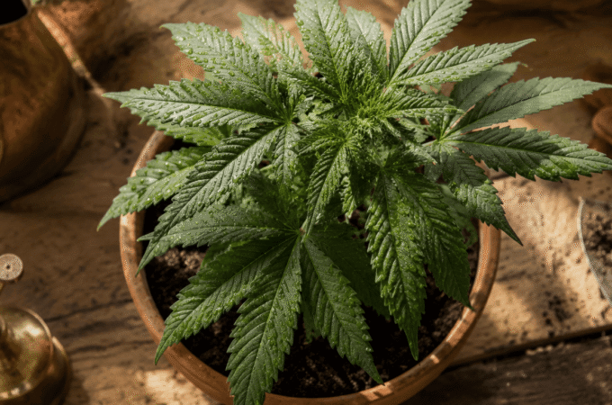 Culture cannabis : le guide complet 2026