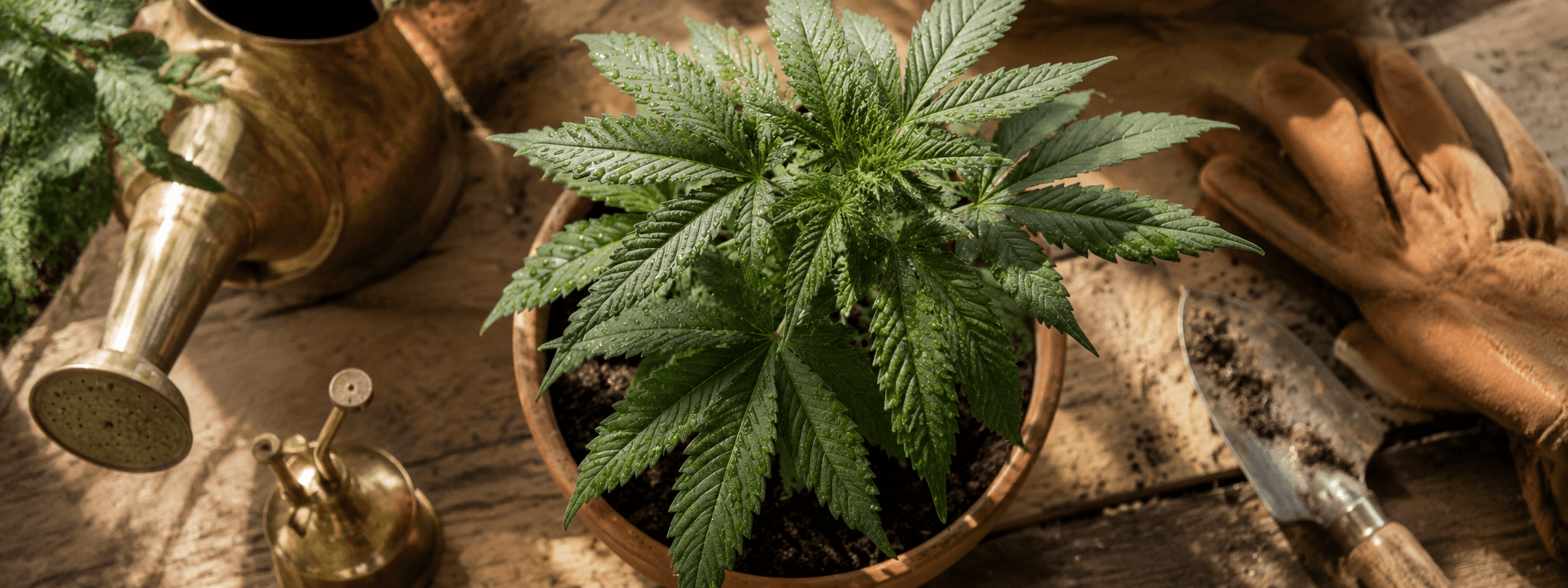 Culture cannabis : le guide complet 2026