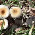étude indique - Une étude indique qu'une seule dose de psilocybine peut entr