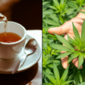 étude montre - Une étude montre que boire du thé infusé au cannabis amélior