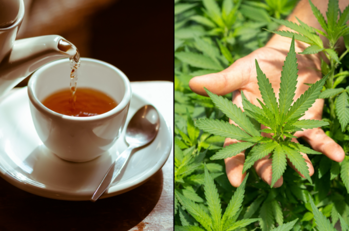 une etude montre que boire du the infuse au cannabis amelior étude montre - Une étude montre que boire du thé infusé au cannabis amélior