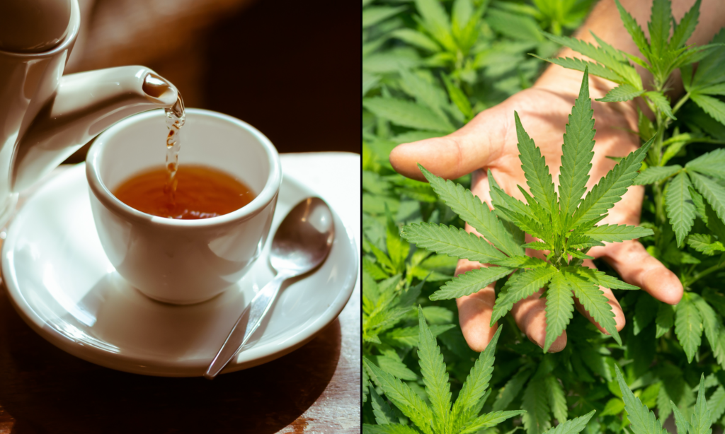 étude montre - Une étude montre que boire du thé infusé au cannabis amélior