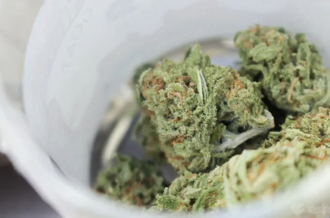 étude montre - Une étude montre que la légalisation du cannabis réduit le t