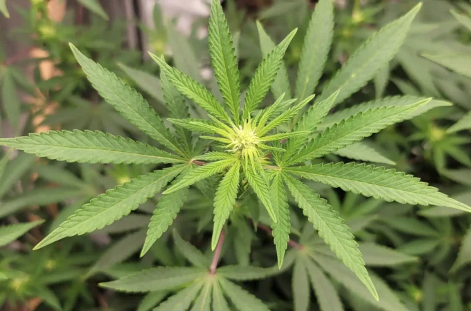 une nouvelle etude suggere que leffet dentourage du cannabis nouvelle étude - Une nouvelle étude suggère que « l'effet d'entourage » du ca