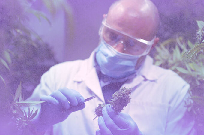 gouvernement canadien - Le gouvernement canadien lance un consortium sur le cannabis