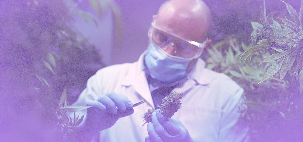 gouvernement canadien - Le gouvernement canadien lance un consortium sur le cannabis